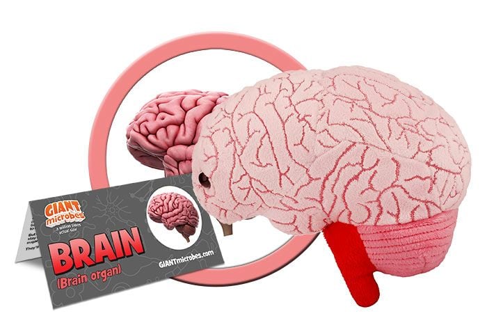 Brain Organ Giantmicrobes