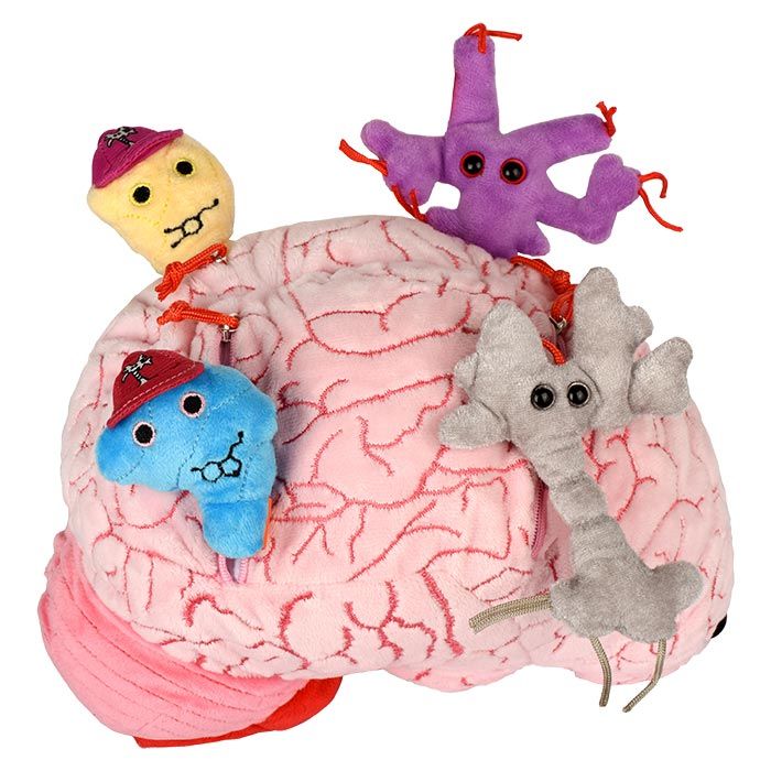 Deluxe Brain With Hidden Cells & Neurotransmitters