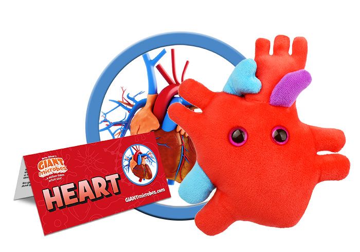 Heart Organ Giantmicrobes