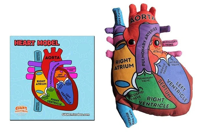 Heart Model Giantmicrobes