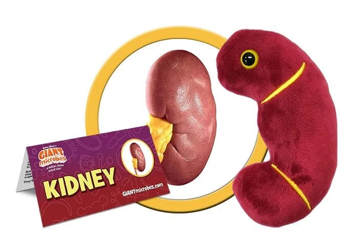 Kidney Giantmicrobes