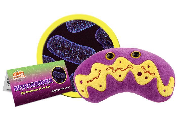 Mitochondria Giantmicrobes