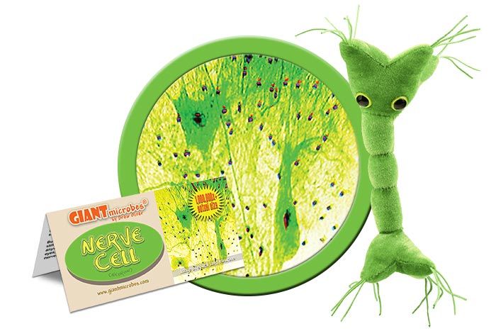 Nerve Cell Giantmicrobes